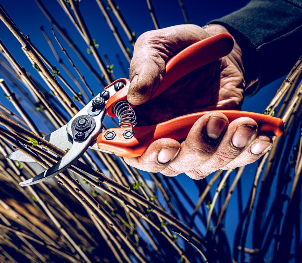 Löwe 11 Precision Clean Cut pentru femei