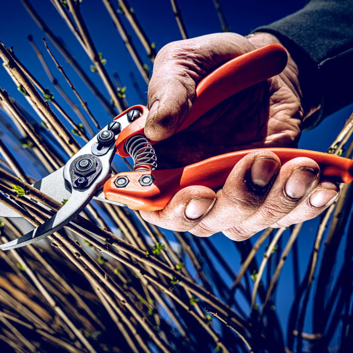 Löwe 11 Precision Clean Cut pentru femei