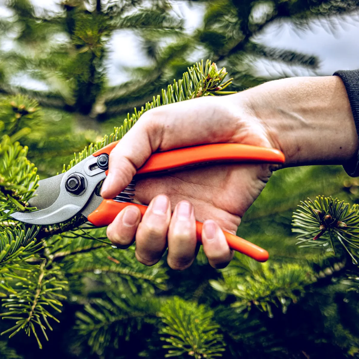 Foarfece de grădină Löwe 14.104 Economic Clean Cut