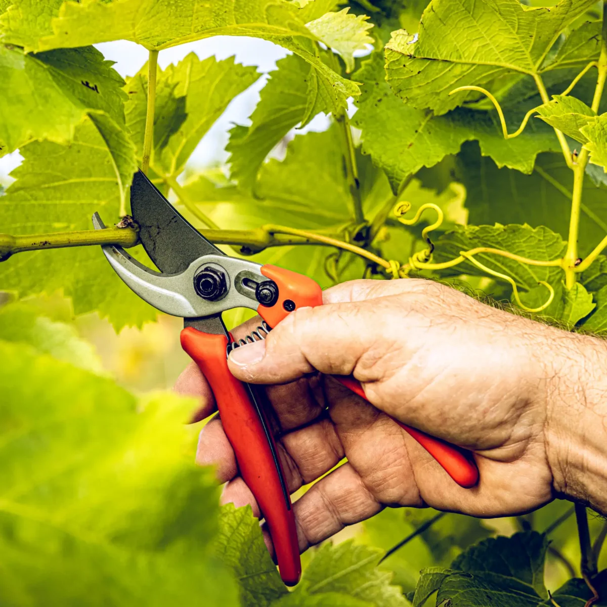 Foarfece de grădină Löwe 14.104 Economic Clean Cut
