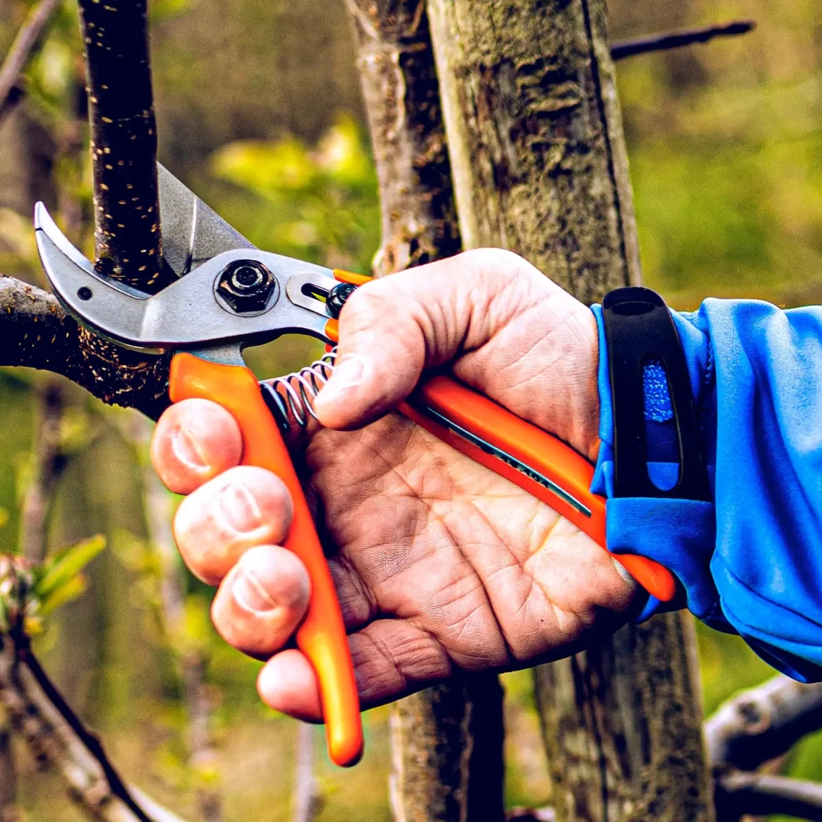 Original Löwe 15 secateurs