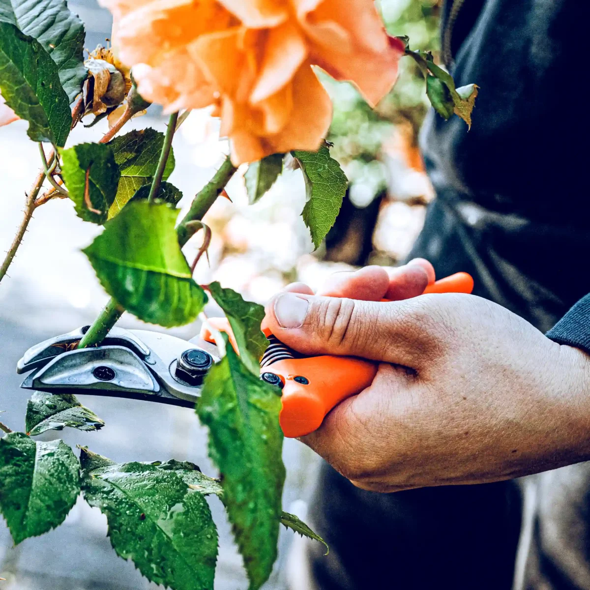Foarfecă de prezentare originală Löwe rose